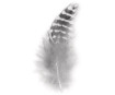 Decorative feathers Rayher Deco 6cm 2g black/white