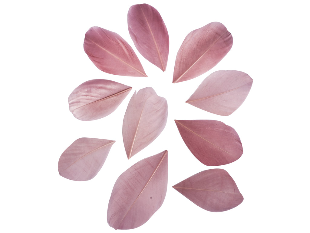 Dekoratīvas spalvas Rayher sagrieztas 5-6cm 36gab. rozā
