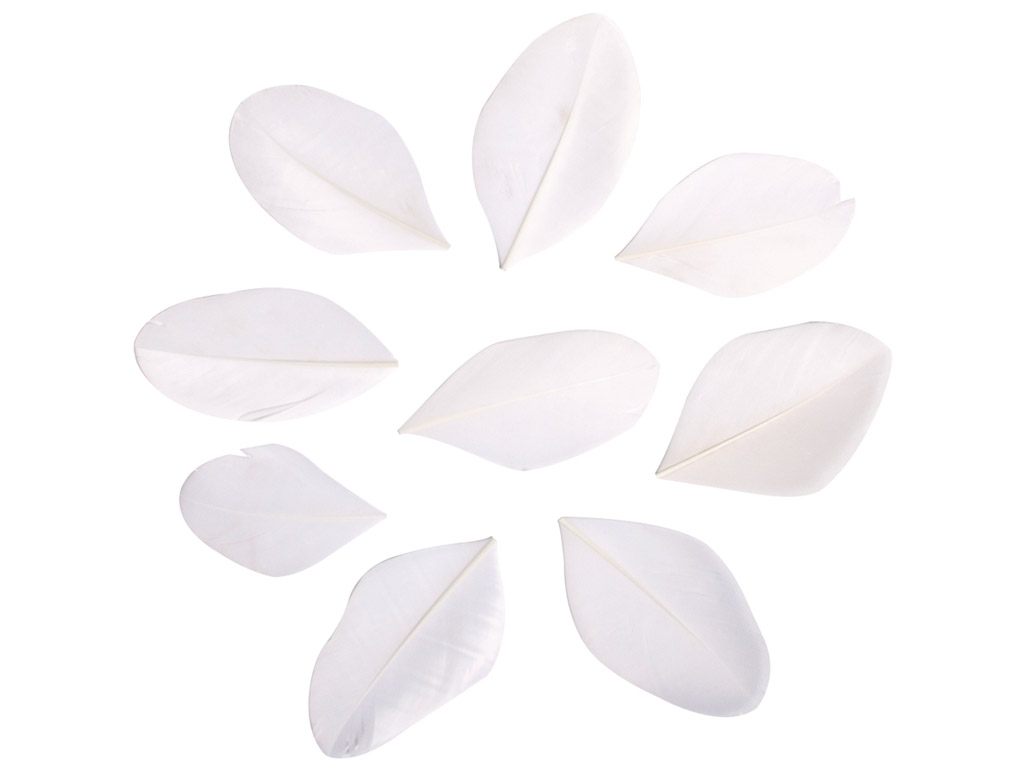 Feathers cutted Rayher 5-6cm 36pcs white