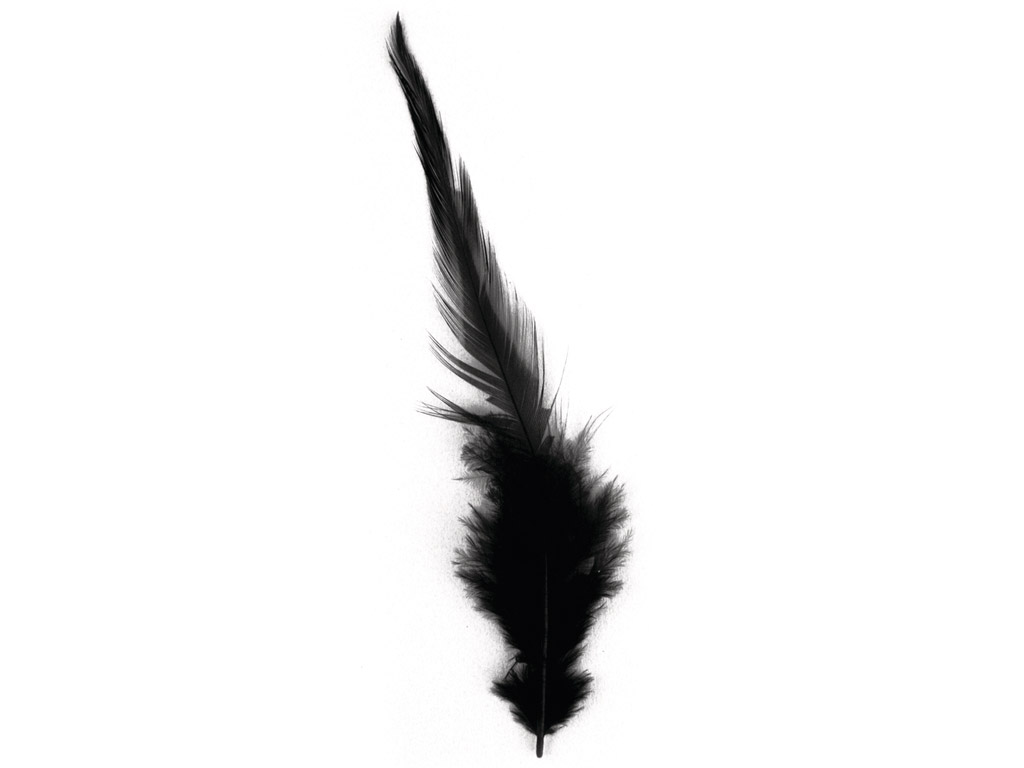 Dekoratyvinė plunksna Rayher Trendy 10-15cm 2g juoda