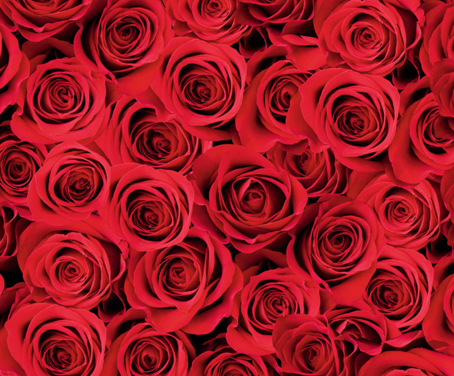 Kartong pildiga Ursus 49.5x68cm/300g Roses red