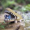 3D puzzle Eugy alligator - 4/6